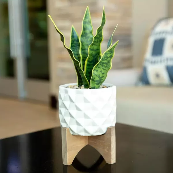 Flora Bunda 12.5 in. Faux Snake Plant in White Dimple Pattern Ceramic Pot on Wood Stand