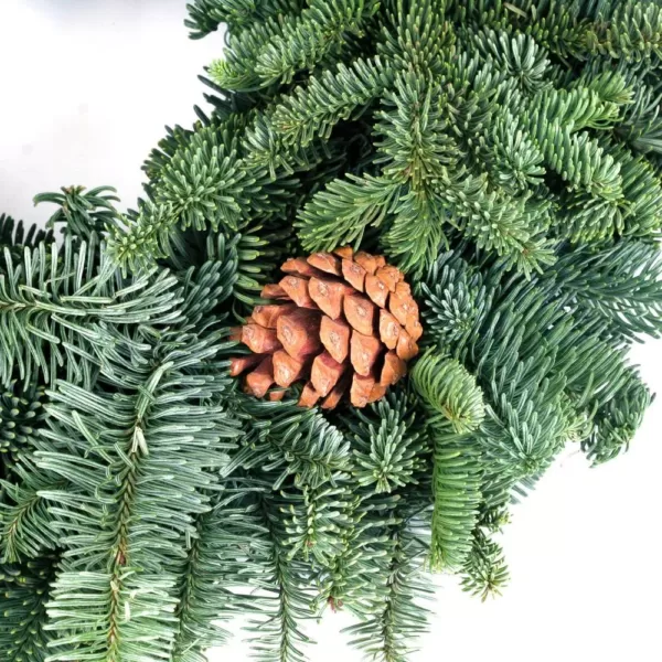 VAN ZYVERDEN 16 in. Live Fresh Cut Pacific Northwest Noble Fir Christmas Wreath with Cones